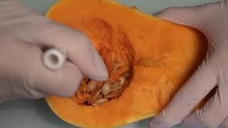 ASMR Video/ Pumpkin with scalpel and Curette/ nice slippery noise