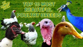 TOP20 MOST BEAUTIFUL POULTRY, rare breeds of chicken, geese, ducks, guinea fowl, pigeons film