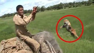 What Happened after The Viral video of Tigress vs. Elephant Rider?