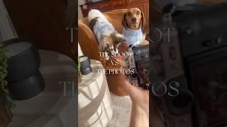 THE SHOOT VS THE PHOTOS   | #dogsofyoutube #dachshund #papillon #sausagedog #photography