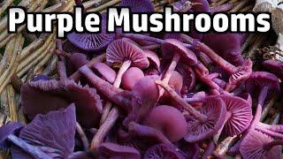 Amethyst Deceiver Mushrooms - Foraging & Cooking