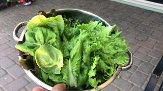 WHAT?! HOW TO harvest a Tower Garden!! You know you should grow your own FOOD!