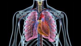 SYNDROME DIFFERENTIATION MADE EASY 01: Heart & Small Intestine, Lungs & Large Intestine