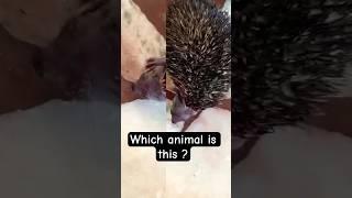 Which Animal is this #shorts #viral #trending #viralshorts
