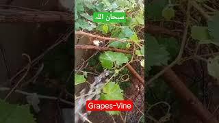 Grapes vine with Beautiful Qirat  