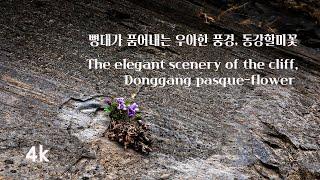 뼝대가 품어내는 우아한 풍경, 동강할미꽃 / The elegant scenery of the cliff, Donggang pasque-flower