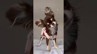 Chihuahua Puppy vs. Adult: Adorable Evolution ️