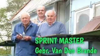 Genuine Sprint Breed at the Highest Level - Gebr. van den Brande