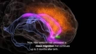 Human Neurons Continue to Migrate After Birth