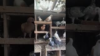 Fancy pigeon breeding loft