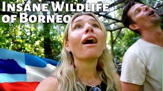 Flying To Borneo Just For That ONE MOMENT! A Crazy Wildlife Experience