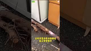 #记录异国他乡的生活 #日本工作 #旅行 #在日港人