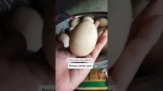 45 days with jumbo egg ️