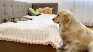 What Does a Golden Retriever do When He Finds Sleeping Cat