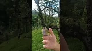 Morar na Roça!! Ligado com a Natureza..