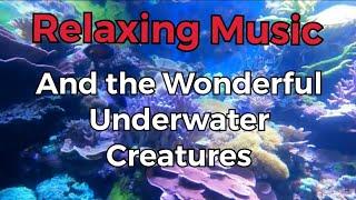 Relaxing Underwater Creatures: Wonders of Wildlife Aquarium || Springfield, Missouri