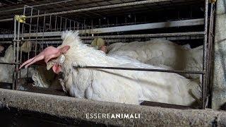 L'insostenibile produzione di uova negli allevamenti di galline - Essere Animali