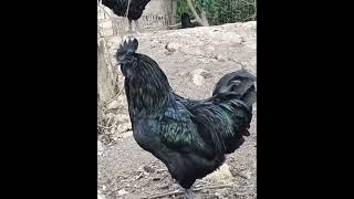 Ayam Cemani Rooster on Guard Duty #Shorts