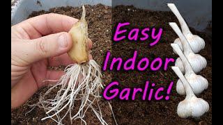 How To Grow Garlic Indoors Anytime Anywhere