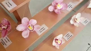 Eric Young Orchid Foundation - cut flower display