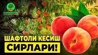 Шафтоли дарахтида шакл бериш ва кесиш! | Шуҳрат Абророб #uzbekistan #agriculture #gardening