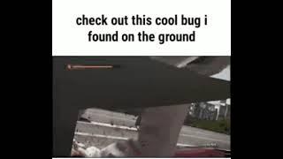 check out this cool bug i found on the ground