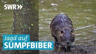 Nutria – Jagd und Zubereitung von Wildfleisch