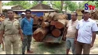 Large Quantity of sal wood seized in Nilagiri | Sanket Tv