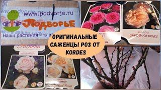 Оригинальные саженцы роз от Kordes из Подворья.