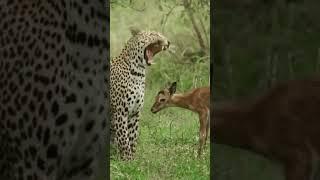 الامومة ليس لها حدود #explore #trending #shorts #shortvideo #اكسبلور #cute #animals