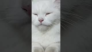 Cat Sleep | Cute Cat Sleep | #cutecat #funnycat