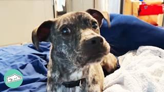 Rescue Pup Started Talking, Lady Was Shocked | Cuddle Buddies