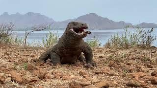 This Komodo dragon quickly swallowed a small goat