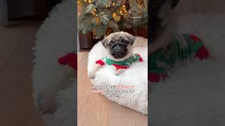 How was she this small one year ago ️ #pug #dog #puppy