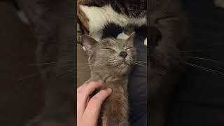 cats the purrfect pet #piano #neko #cat #russianblue #tabby #cute #adorable #猫 #adoptdontshop