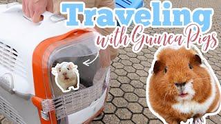 Traveling with Guinea Pigs