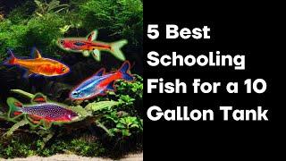 The 5 Best Schooling Fish for a 10 Gallon Tank