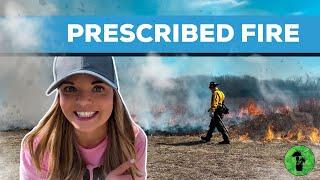 Prescribed Burns | Helpful Ecosystem Maintenance