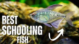 Best SCHOOLING Fish For Your Aquarium | TOP 5