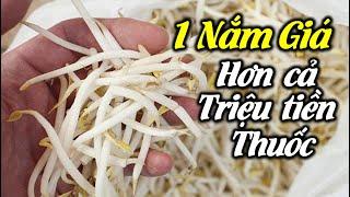 Giá: "Món quà quý" từ thiên nhiên | Cuộc Sống Hạnh Phúc