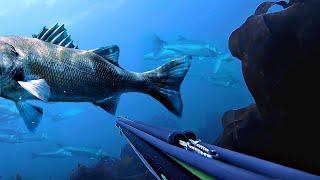 Top 20 Spearfishing Moments