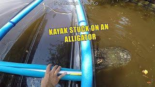 Clear Kayak Stuck on a Big Alligator