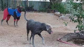 Peruvian Hairless Dogs Playing