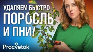 КАК ИЗБАВИТЬСЯ ОТ ПНЕЙ И ПОРОСЛИ ЛЕГКО И БЫСТРО? Биолог поделилась самыми эффективными способами