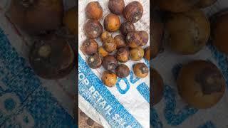 Jharkhand 's fruits