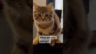 What are you eating?#kittens #cat #katten #cuteanimal #cute #kitte #cutecat #kittten ##catlover