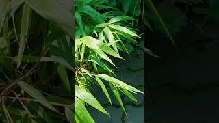 Fargesia rufa