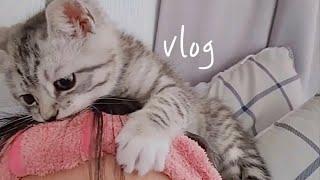 집사가 좋은 개냥이 vlog