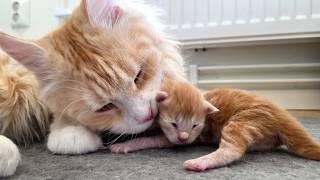 Big Sister Ada Meets Her Kitten Siblings For the First Time!