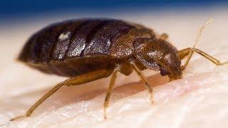 7 Effective Home Remedies For Bed Bugs (GET RID OF THEM FAST!)